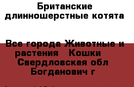 Британские длинношерстные котята - Все города Животные и растения » Кошки   . Свердловская обл.,Богданович г.